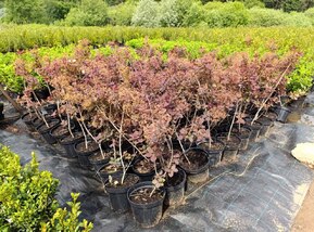 Скумпия кожевенная Коггигрия (Coggygria)