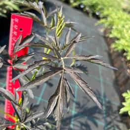 Бузина черная Блэк Бьюти (Black Beauty)