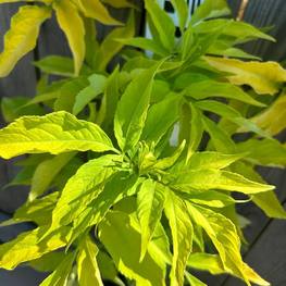 Бузина черная Ауреа (Aurea)