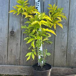 Бузина черная Ауреа (Aurea)