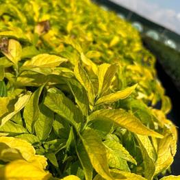 Бузина черная Ауреа (Aurea)