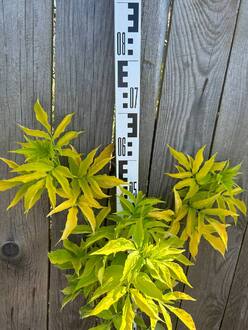 Бузина черная Ауреа (Aurea)