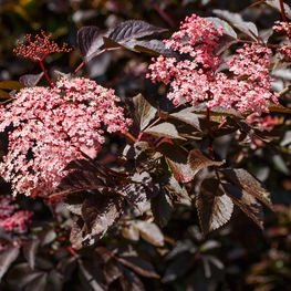 Бузина черная Гвинчо Пёрпл (Guincho Purple)