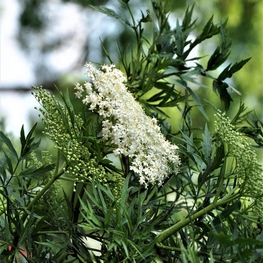 Бузина черная Лациниата (Laciniata)