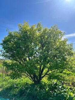 Бузина черная Лациниата (Laciniata)