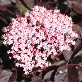 Бузина черная Самбукус нигра (Sambucus nigra)