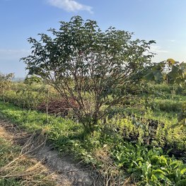 Бузина черная Самбукус нигра (Sambucus nigra)