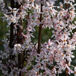 Абелиолистник двурядный Абелиофиллум (Abeliophyllum)