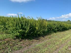 Вишня войлочная