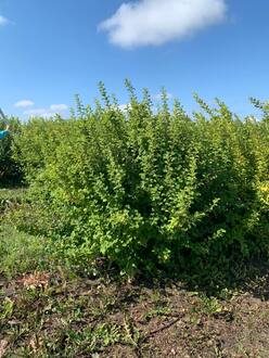 Вишня войлочная