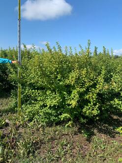 Вишня войлочная