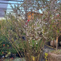 Вишня войлочная