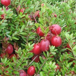 Клюква обыкновенная Оксикоккус (Oxycoccus)