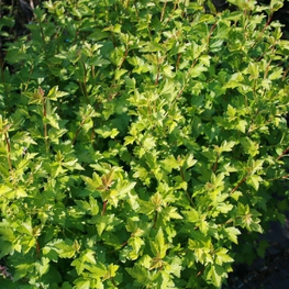 Смородина альпийская Альпинум (Alpinum)