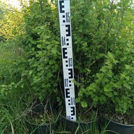 Смородина альпийская Альпинум (Alpinum)