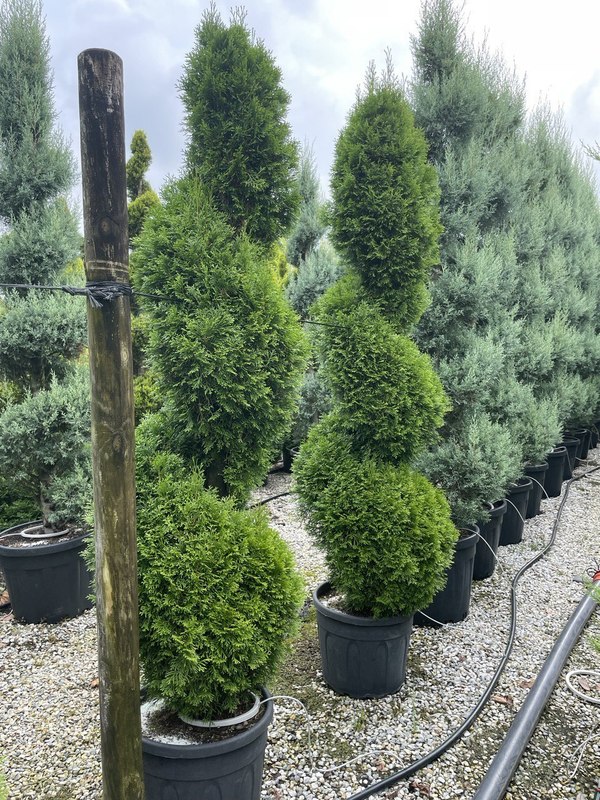 Туя западная Смарагд (Smaragd) Спираль