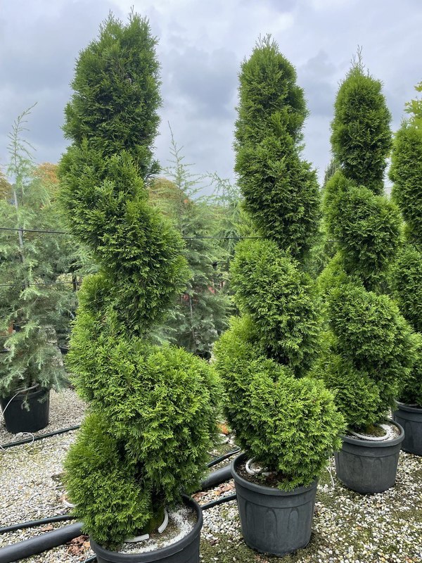 Туя западная Смарагд (Smaragd) Спираль