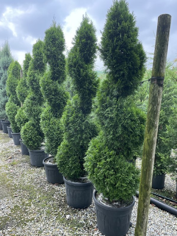 Туя западная Смарагд (Smaragd) Спираль