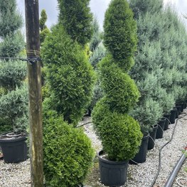 Туя западная Смарагд (Smaragd) Спираль