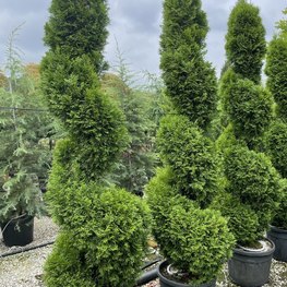 Туя западная Смарагд (Smaragd) Спираль