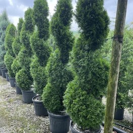 Туя западная Смарагд (Smaragd) Спираль