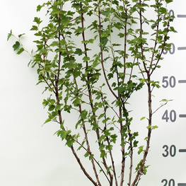 Смородина золотистая