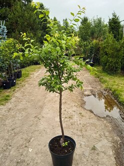 Алыча "Кубанская комета"