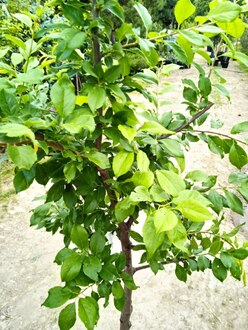 Алыча "Кубанская комета"