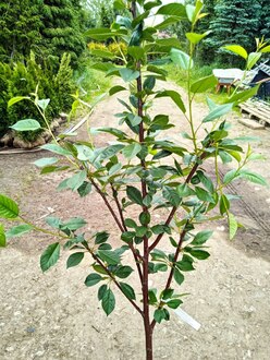 Вишня "Десертная Морозовой"