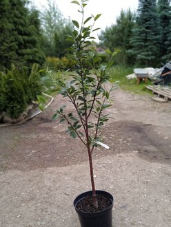 Вишня "Десертная Морозовой"