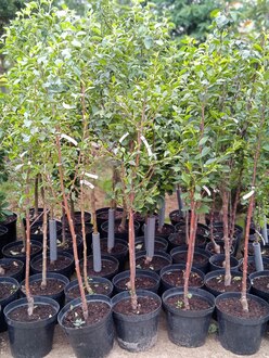 Вишня "Десертная Морозовой"