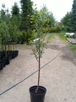 Вишня "Владимирская"