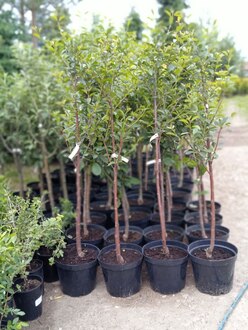 Вишня "Владимирская"