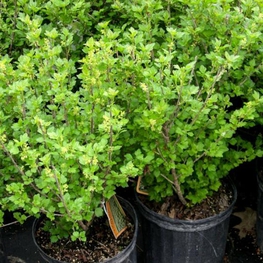 Смородина альпийская Шмидт (Schmidt)