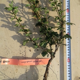 Смородина альпийская Шмидт (Schmidt)