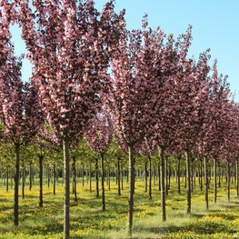 Вишня мелкопильчатая Роял Бургунди (Royal Burgundy)