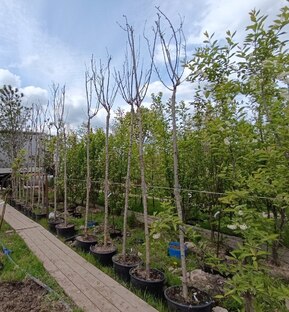 Вишня мелкопильчатая Канзан (Kanzan)