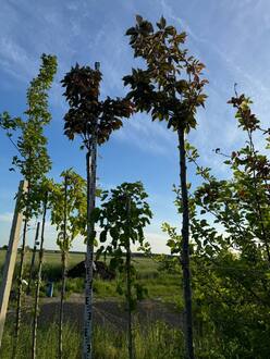 Вишня мелкопильчатая Канзан (Kanzan)