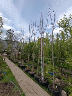 Вишня мелкопильчатая Канзан (Kanzan)