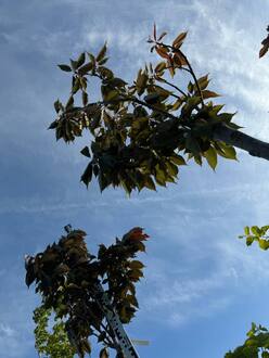 Вишня мелкопильчатая Канзан (Kanzan)