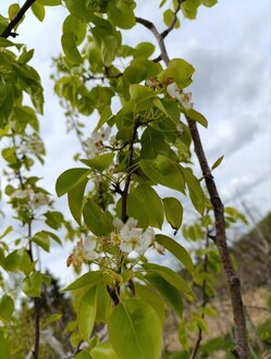 Груша "Чижовская"
