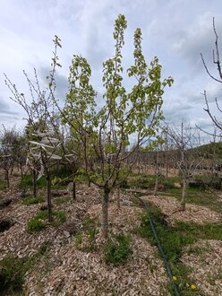 Груша "Чижовская"