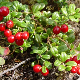 Брусника обыкновенная Вакциниум (Vaccinium)