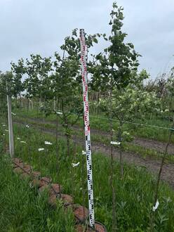 Груша уссурийская