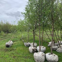 Груша уссурийская