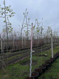 Груша уссурийская