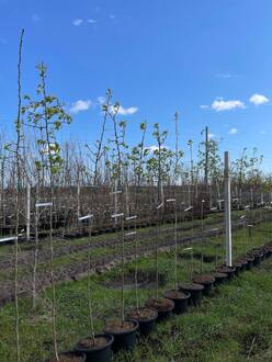 Груша уссурийская