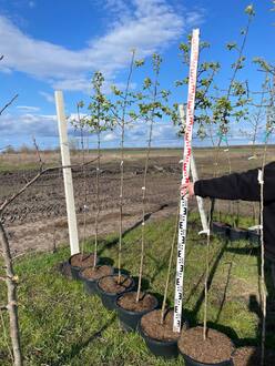 Груша уссурийская