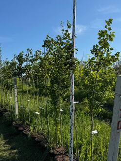 Груша уссурийская