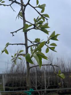 Груша уссурийская